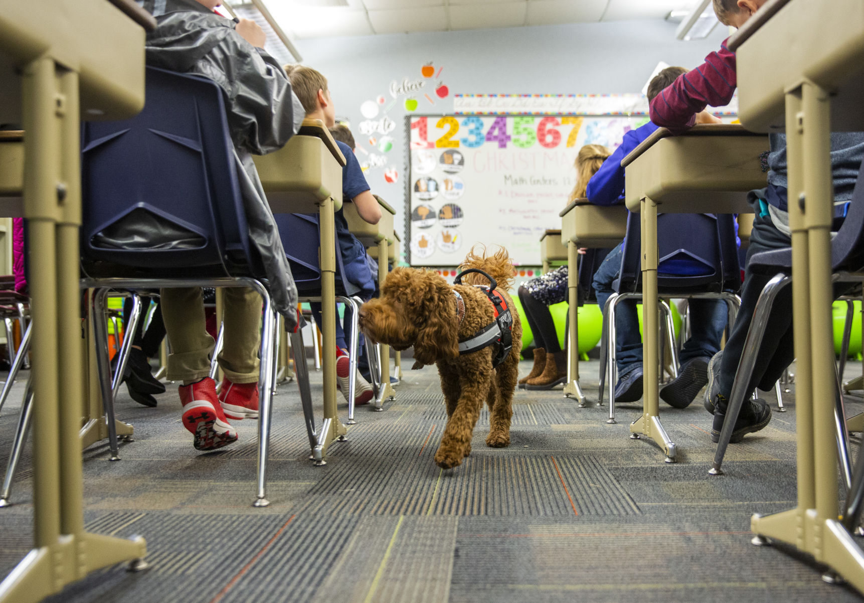 Therapy dogs at White Pine Elementary School